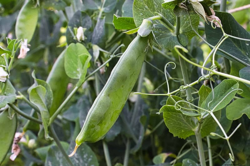 Expert Guide to Training Climbing & Trailing Vines: Simple Techniques for Lush, Structured Gardens