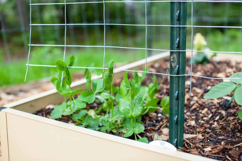 Expert Guide to Training Climbing & Trailing Vines: Simple Techniques for Lush, Structured Gardens