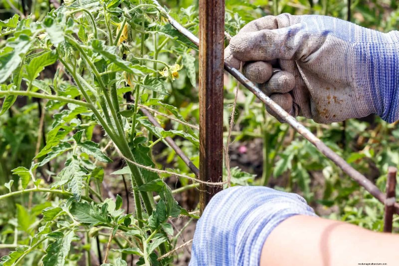 Expert Guide to Training Climbing & Trailing Vines: Simple Techniques for Lush, Structured Gardens