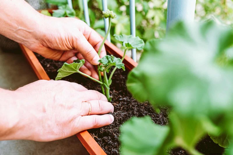 Expert Guide to Training Climbing & Trailing Vines: Simple Techniques for Lush, Structured Gardens