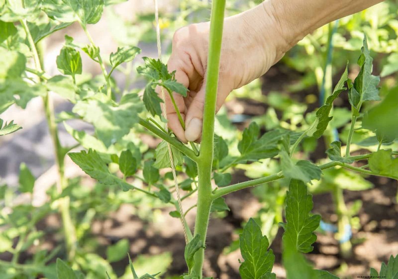 Expert Guide to Training Climbing & Trailing Vines: Simple Techniques for Lush, Structured Gardens