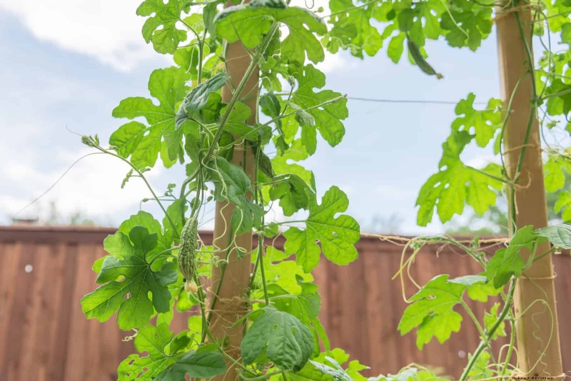 Expert Guide to Training Climbing & Trailing Vines: Simple Techniques for Lush, Structured Gardens