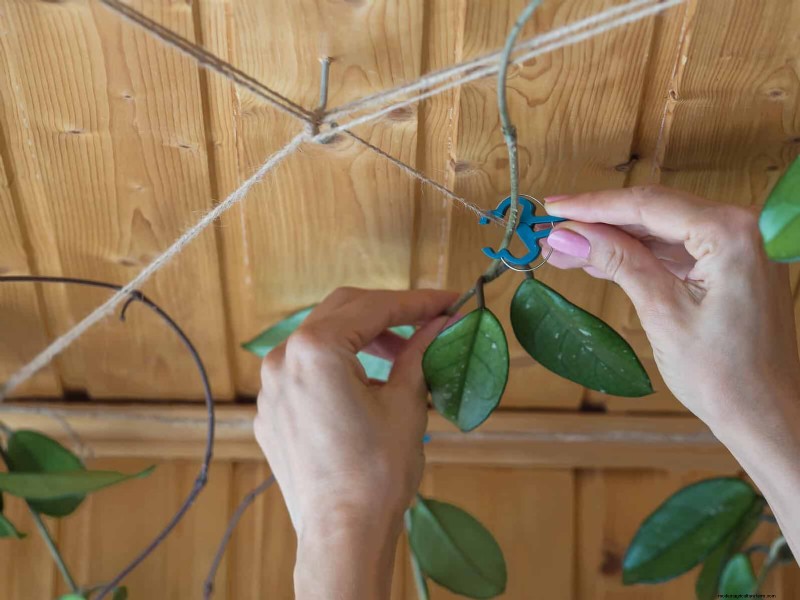 Expert Guide to Training Climbing & Trailing Vines: Simple Techniques for Lush, Structured Gardens