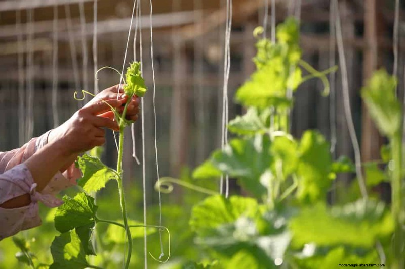 Expert Guide to Training Climbing & Trailing Vines: Simple Techniques for Lush, Structured Gardens