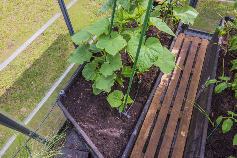 Expert Guide to Training Climbing & Trailing Vines: Simple Techniques for Lush, Structured Gardens