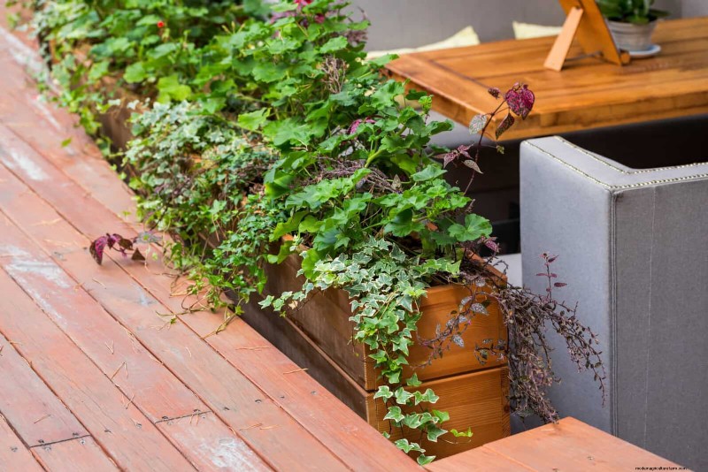 Expert Guide to Training Climbing & Trailing Vines: Simple Techniques for Lush, Structured Gardens