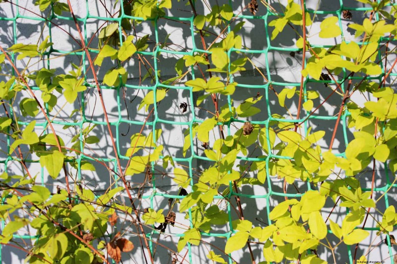 Expert Guide to Training Climbing & Trailing Vines: Simple Techniques for Lush, Structured Gardens