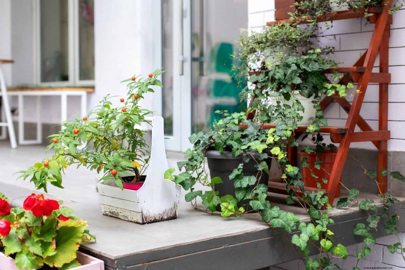 Expert Guide to Training Climbing & Trailing Vines: Simple Techniques for Lush, Structured Gardens