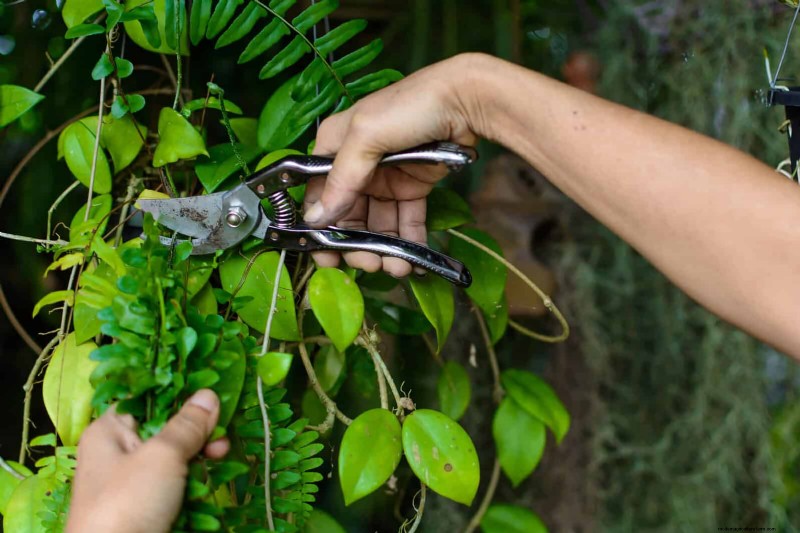 Expert Guide to Training Climbing & Trailing Vines: Simple Techniques for Lush, Structured Gardens