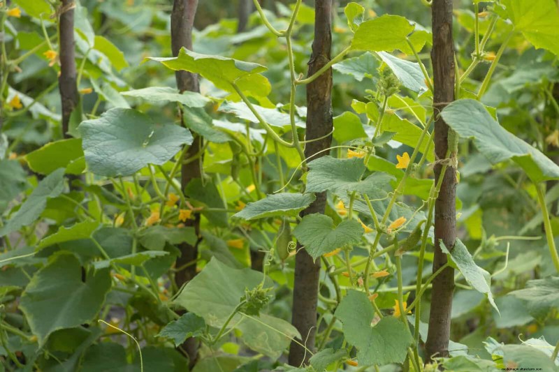 Expert Guide to Training Climbing & Trailing Vines: Simple Techniques for Lush, Structured Gardens