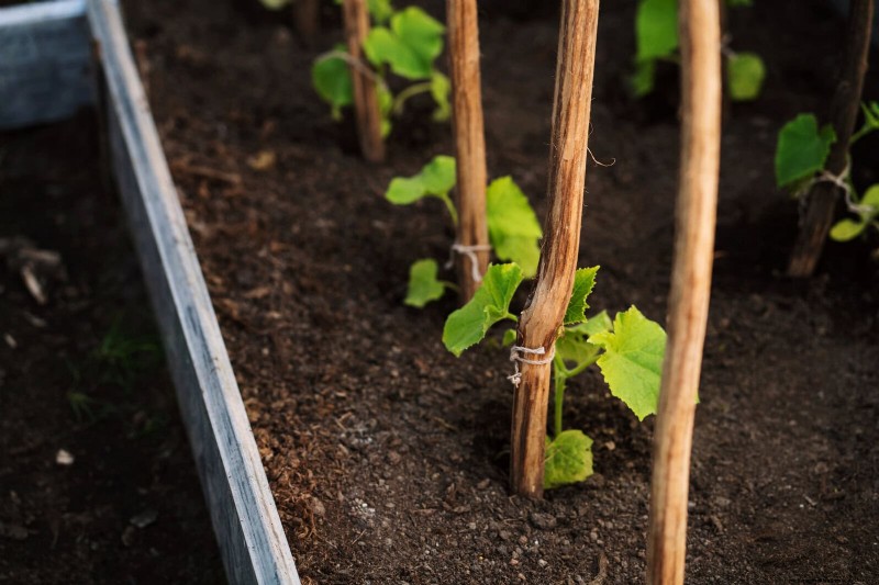Expert Guide to Training Climbing & Trailing Vines: Simple Techniques for Lush, Structured Gardens