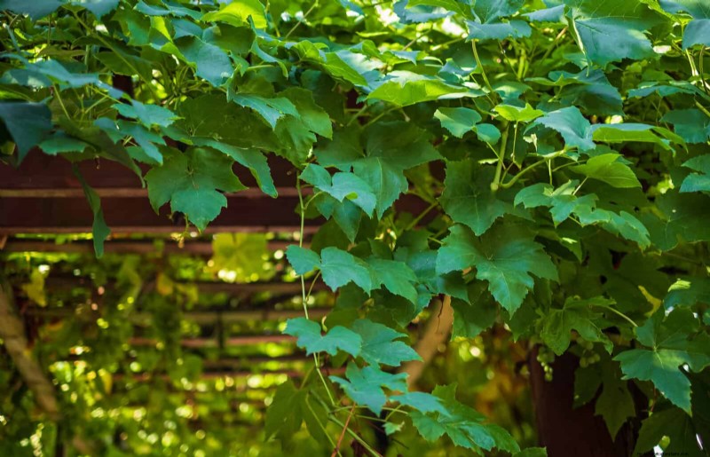 Expert Guide to Training Climbing & Trailing Vines: Simple Techniques for Lush, Structured Gardens