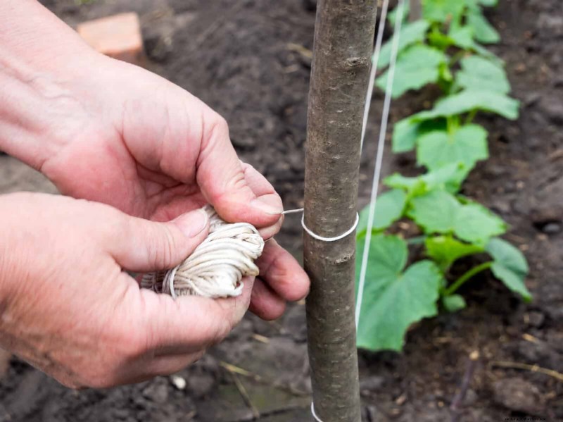 Expert Guide to Training Climbing & Trailing Vines: Simple Techniques for Lush, Structured Gardens