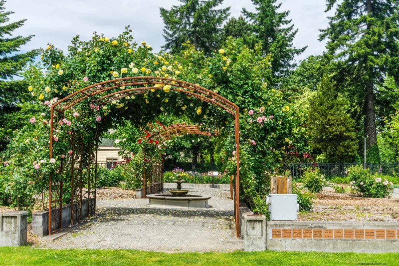 Expert Guide to Training Climbing & Trailing Vines: Simple Techniques for Lush, Structured Gardens
