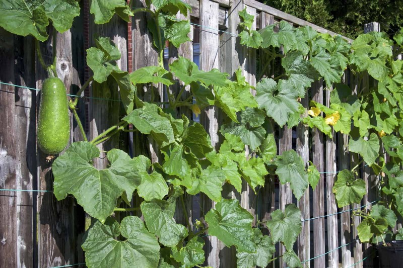 Expert Guide to Training Climbing & Trailing Vines: Simple Techniques for Lush, Structured Gardens