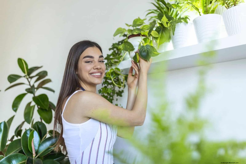 Expert Guide to Training Climbing & Trailing Vines: Simple Techniques for Lush, Structured Gardens