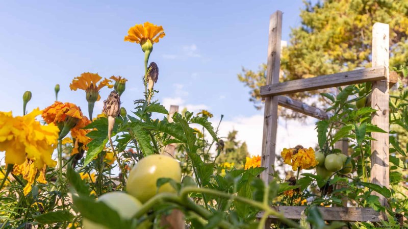 Expert Guide to Training Climbing & Trailing Vines: Simple Techniques for Lush, Structured Gardens