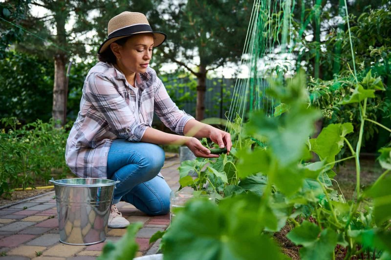 Expert Guide to Training Climbing & Trailing Vines: Simple Techniques for Lush, Structured Gardens