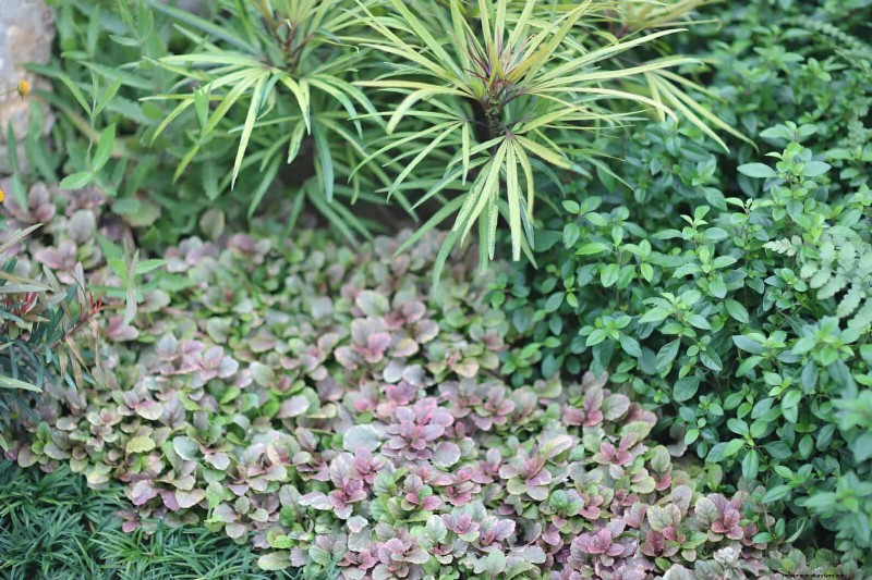Build a Low‑Maintenance, Weed‑Free Garden with 22 Expert‑Chosen Plants