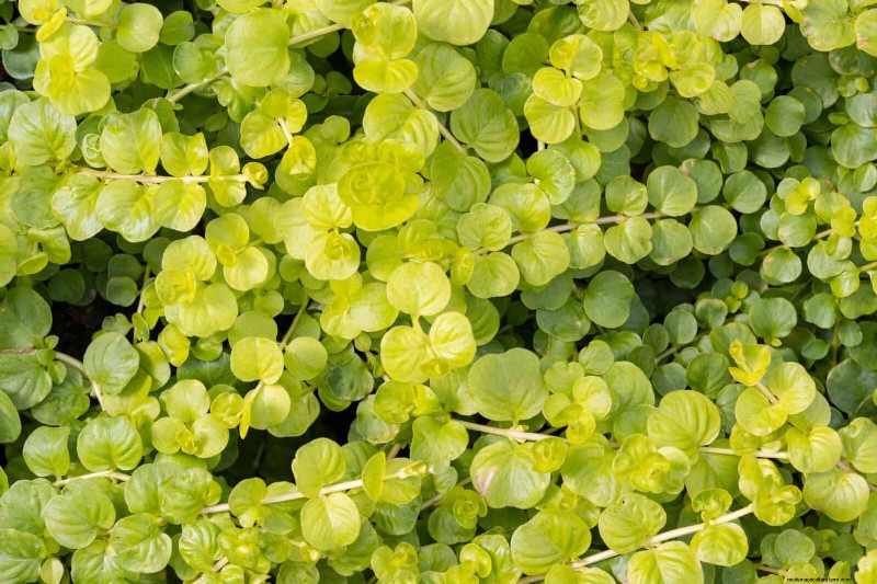 Build a Low‑Maintenance, Weed‑Free Garden with 22 Expert‑Chosen Plants