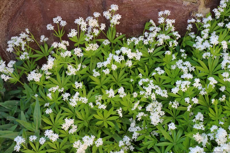 Build a Low‑Maintenance, Weed‑Free Garden with 22 Expert‑Chosen Plants