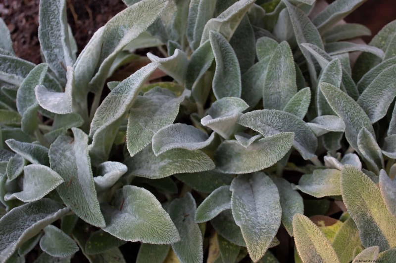 Build a Low‑Maintenance, Weed‑Free Garden with 22 Expert‑Chosen Plants