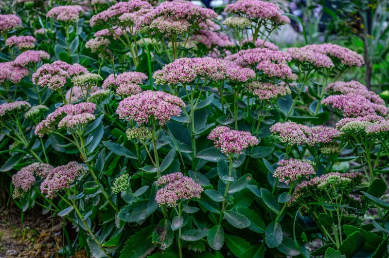 Build a Low‑Maintenance, Weed‑Free Garden with 22 Expert‑Chosen Plants