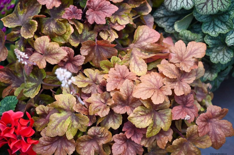 Build a Low‑Maintenance, Weed‑Free Garden with 22 Expert‑Chosen Plants