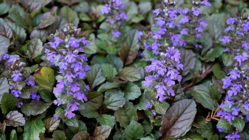 Build a Low‑Maintenance, Weed‑Free Garden with 22 Expert‑Chosen Plants