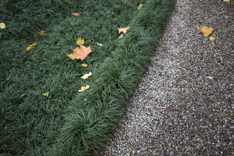 Build a Low‑Maintenance, Weed‑Free Garden with 22 Expert‑Chosen Plants