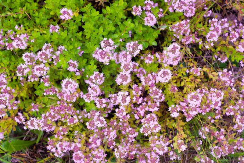 Build a Low‑Maintenance, Weed‑Free Garden with 22 Expert‑Chosen Plants