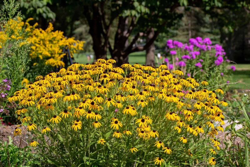 Build a Low‑Maintenance, Weed‑Free Garden with 22 Expert‑Chosen Plants