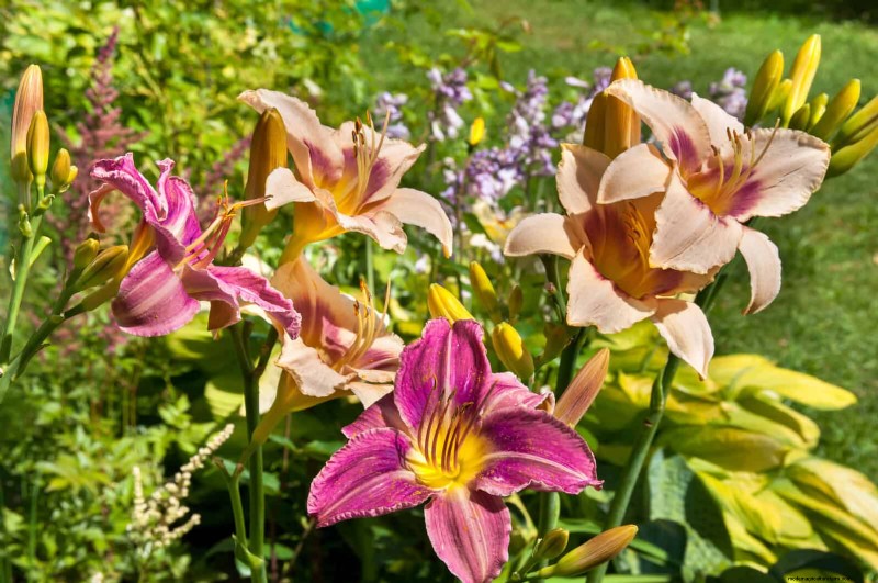 Build a Low‑Maintenance, Weed‑Free Garden with 22 Expert‑Chosen Plants