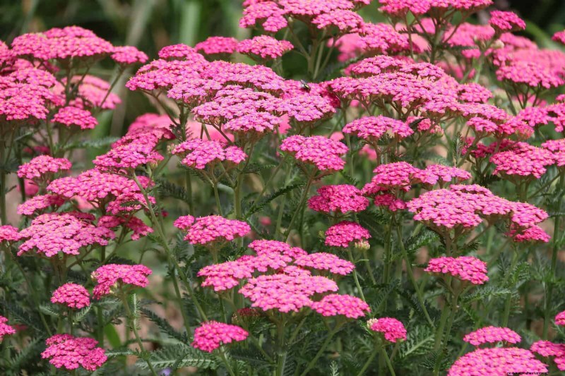 Build a Low‑Maintenance, Weed‑Free Garden with 22 Expert‑Chosen Plants