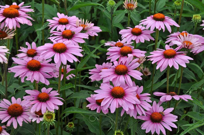 Build a Low‑Maintenance, Weed‑Free Garden with 22 Expert‑Chosen Plants