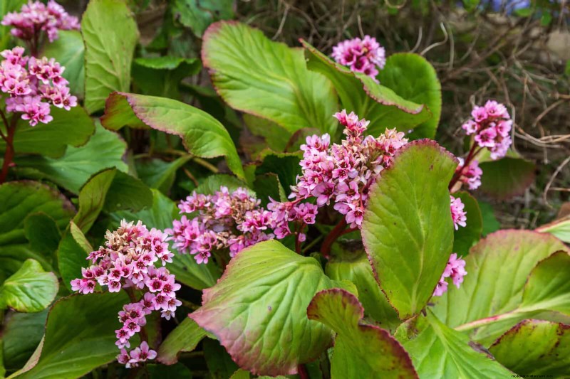 Build a Low‑Maintenance, Weed‑Free Garden with 22 Expert‑Chosen Plants