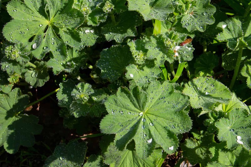 Build a Low‑Maintenance, Weed‑Free Garden with 22 Expert‑Chosen Plants