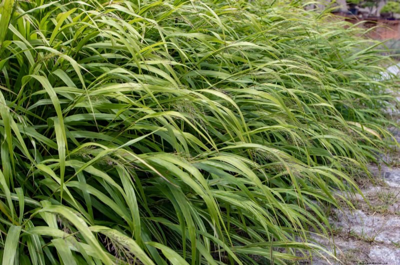 Build a Low‑Maintenance, Weed‑Free Garden with 22 Expert‑Chosen Plants