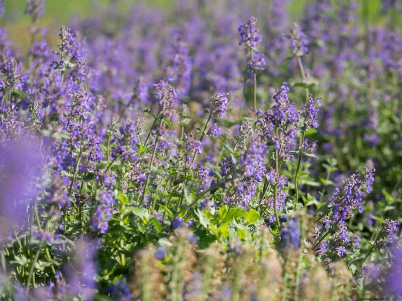 Build a Low‑Maintenance, Weed‑Free Garden with 22 Expert‑Chosen Plants