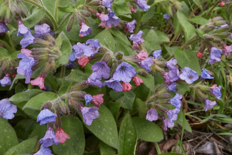 Build a Low‑Maintenance, Weed‑Free Garden with 22 Expert‑Chosen Plants