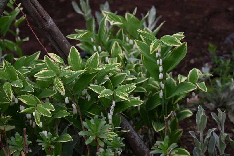 Build a Low‑Maintenance, Weed‑Free Garden with 22 Expert‑Chosen Plants
