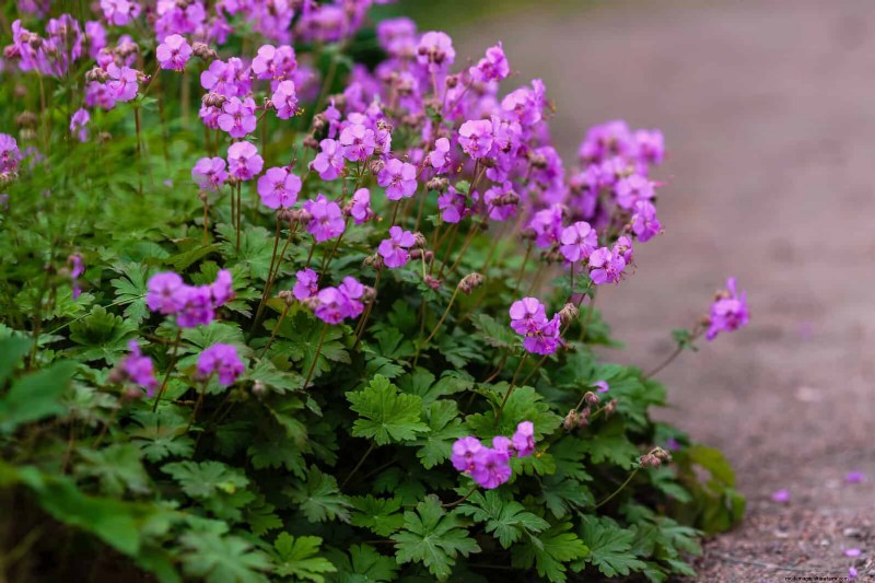 Build a Low‑Maintenance, Weed‑Free Garden with 22 Expert‑Chosen Plants