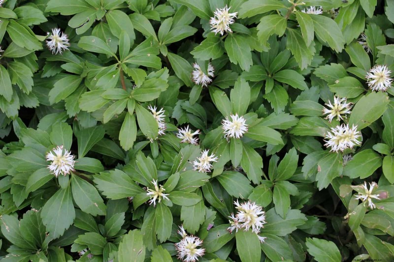 Build a Low‑Maintenance, Weed‑Free Garden with 22 Expert‑Chosen Plants