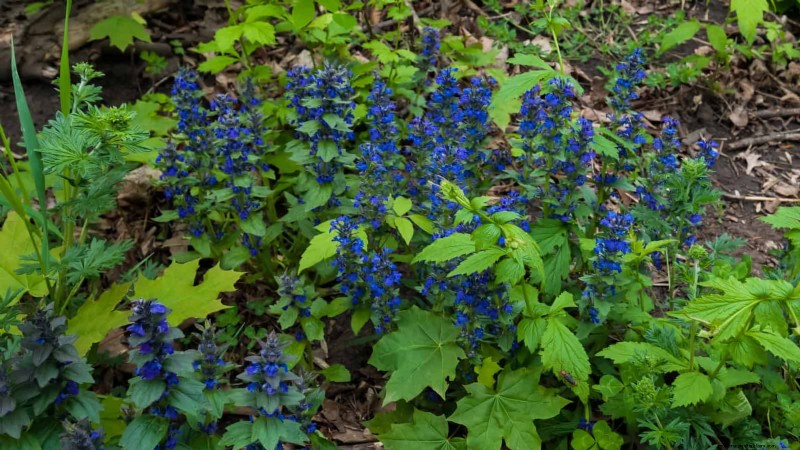 Build a Low‑Maintenance, Weed‑Free Garden with 22 Expert‑Chosen Plants