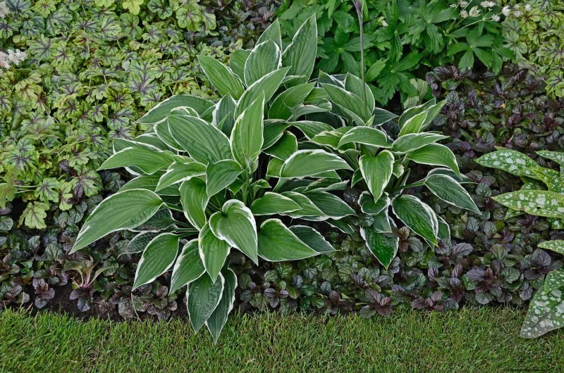Build a Low‑Maintenance, Weed‑Free Garden with 22 Expert‑Chosen Plants