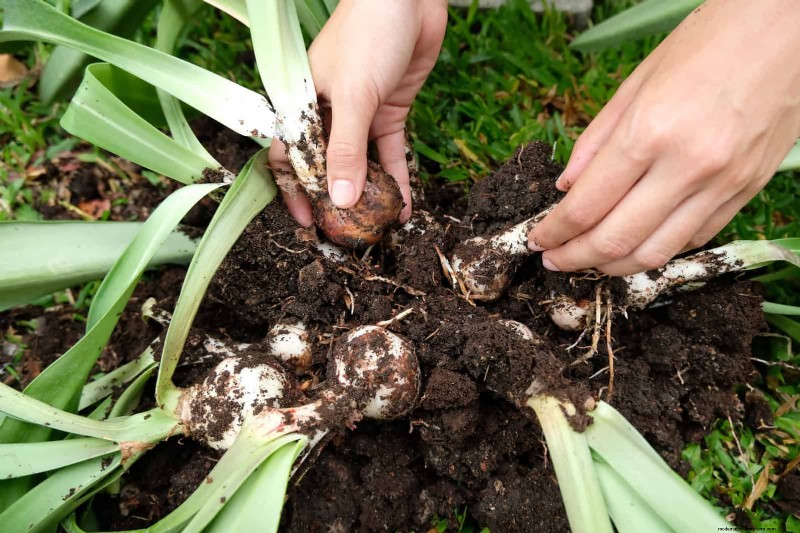 30 Essential March Garden Tasks to Kickstart a Lush Spring Yard