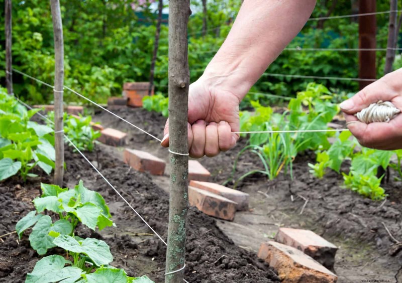 30 Essential March Garden Tasks to Kickstart a Lush Spring Yard