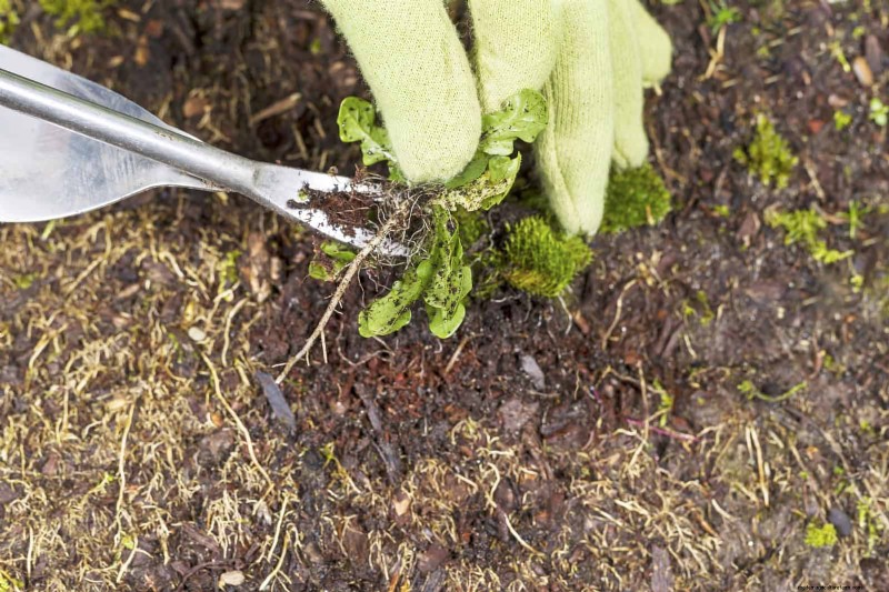 30 Essential March Garden Tasks to Kickstart a Lush Spring Yard