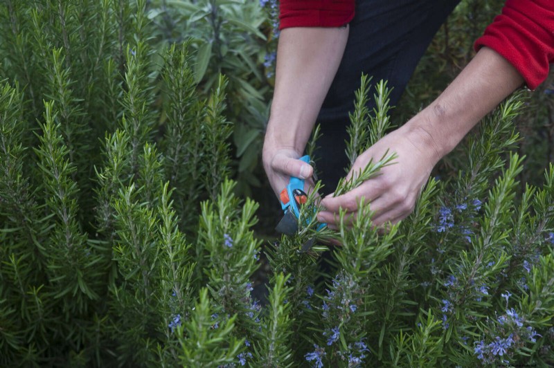 30 Essential March Garden Tasks to Kickstart a Lush Spring Yard
