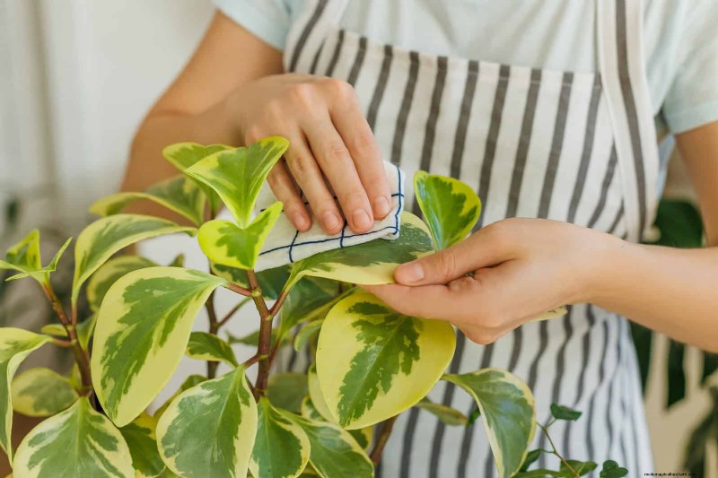 21 Proven Natural Ways to Keep Indoor Plant Pests at Bay
